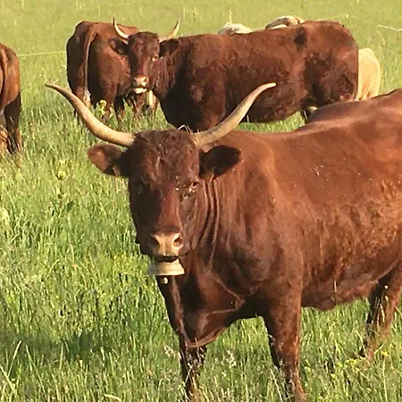Guidon Fourchette Et Table D'hotes Отель типа 