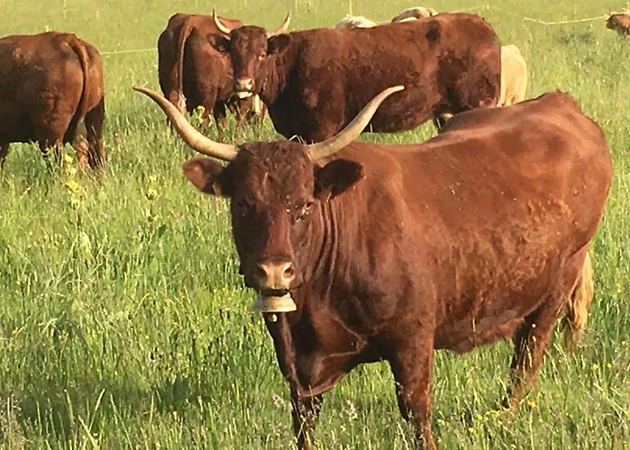 Guidon Fourchette Et Table D'hotes Отель типа 